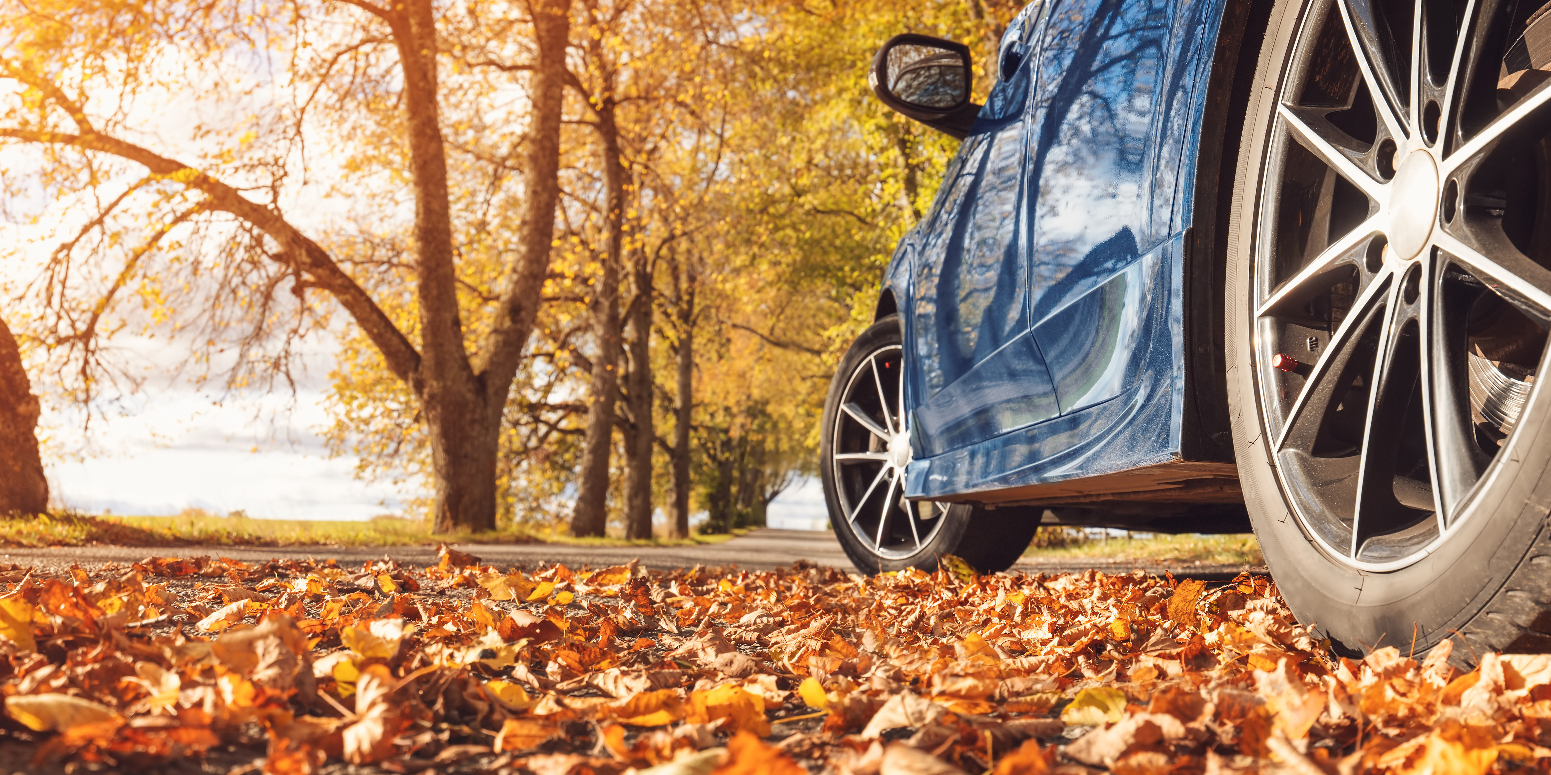 Car on road filled with leaves