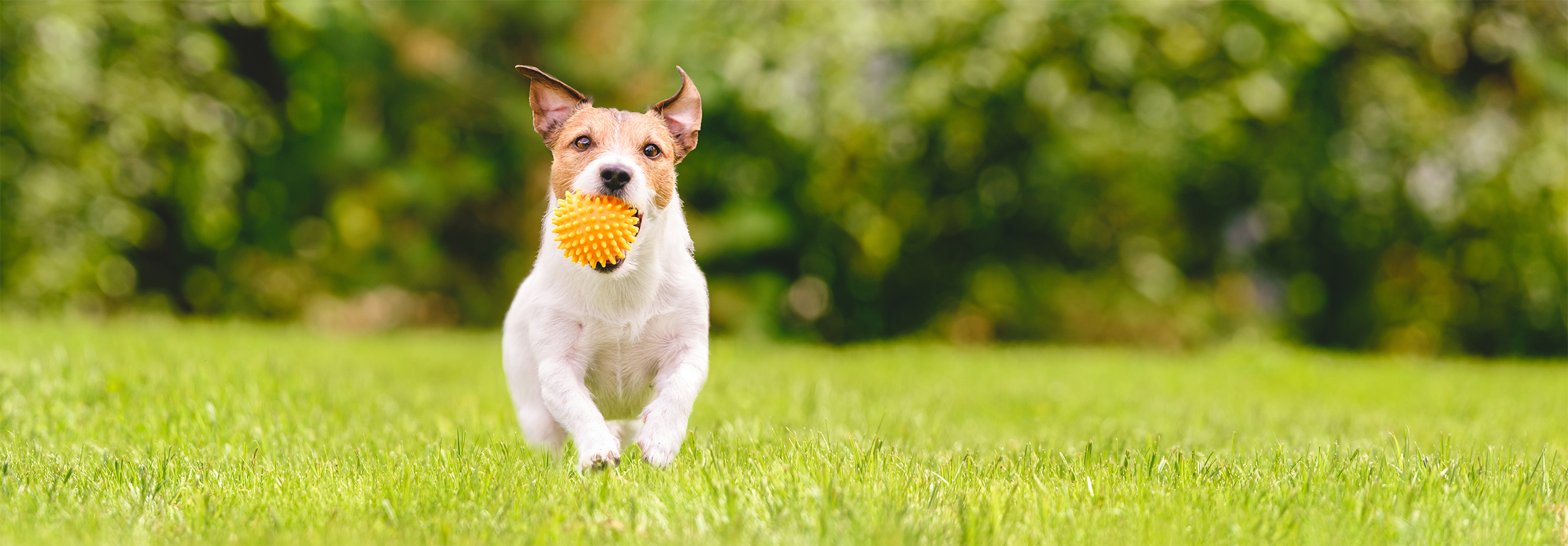 Dog with ball. Click here to apply online for Everyday Banking.