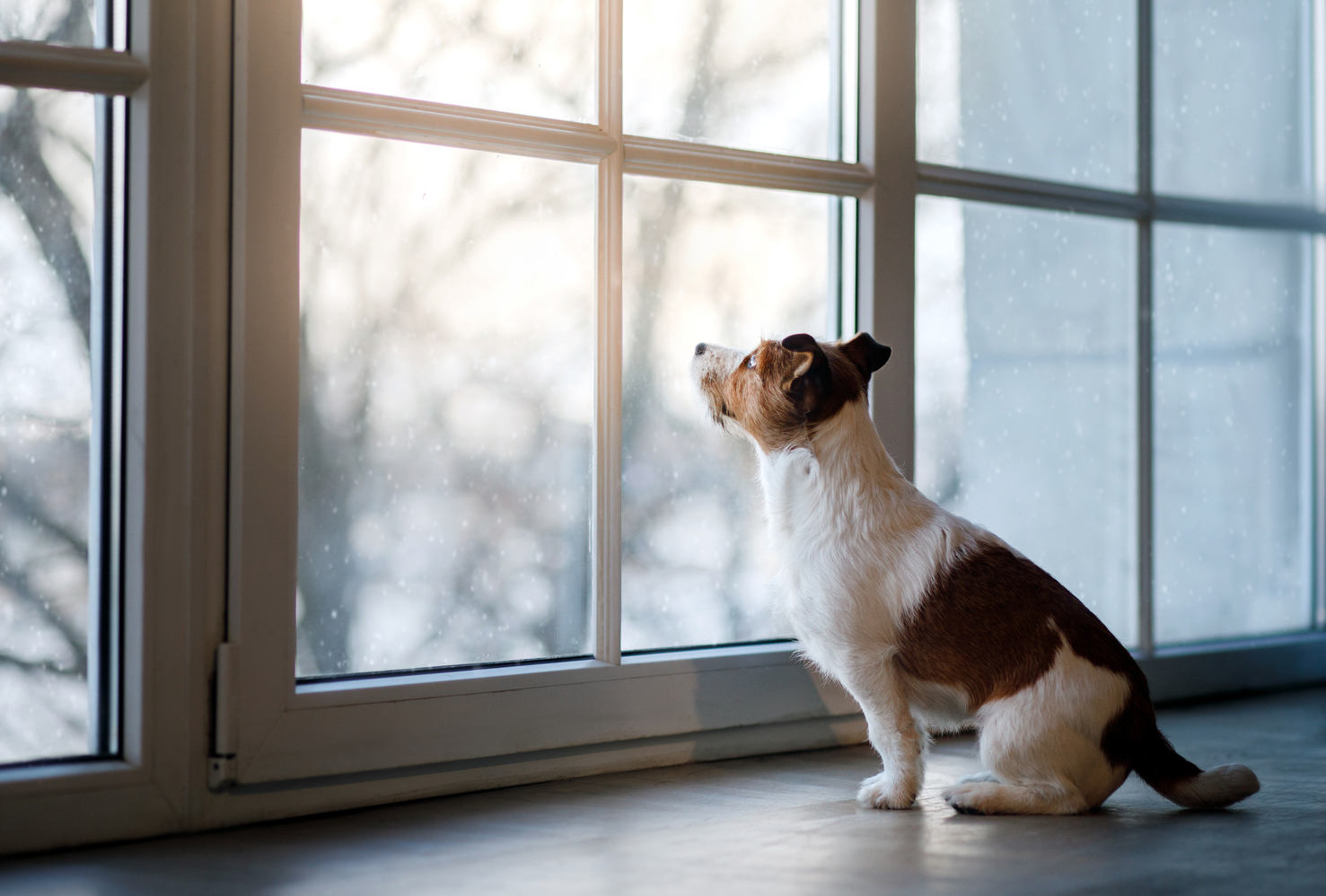 Dog waiting for owner
