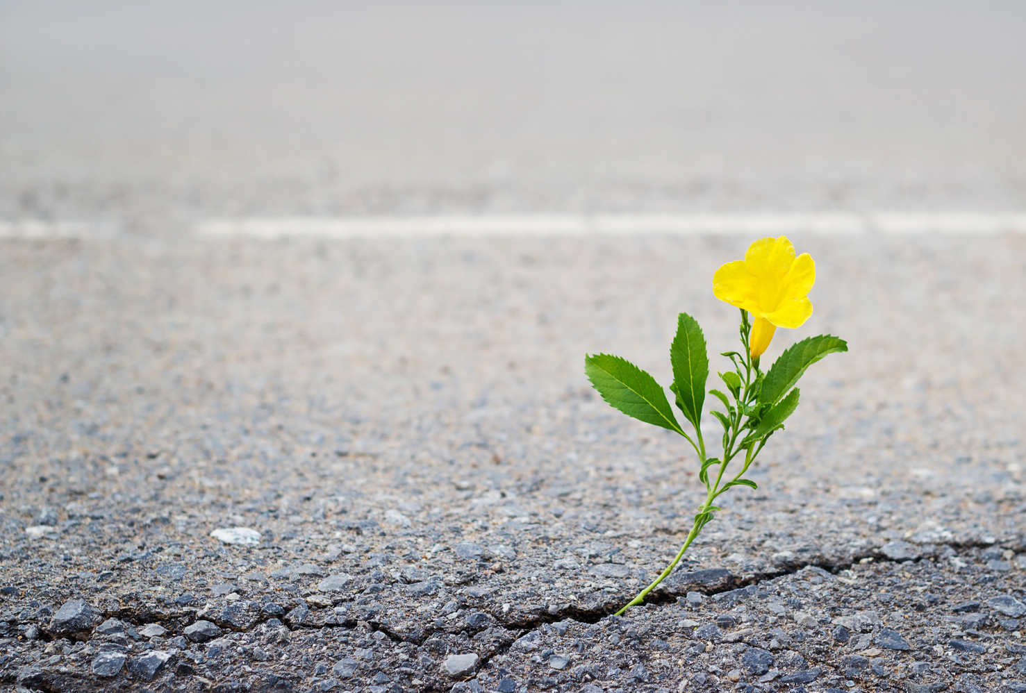 Flower growing in the road