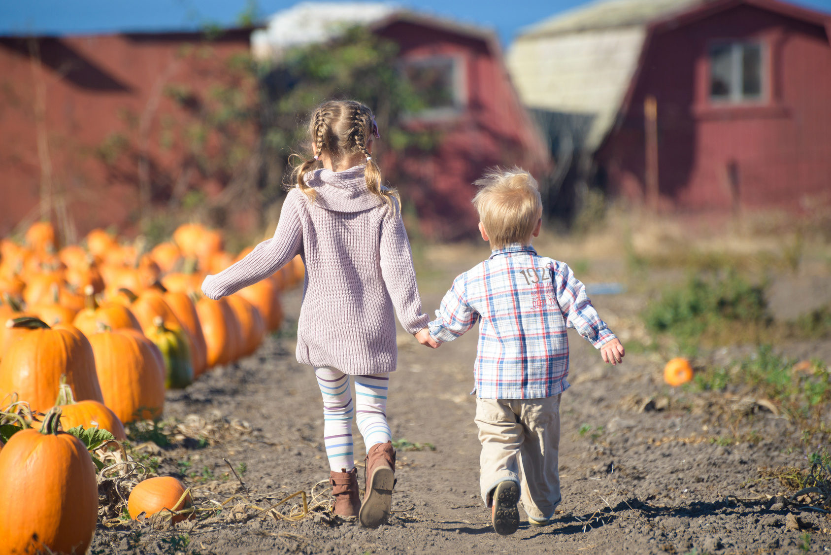 Kids holding hands in a pumpkin farm